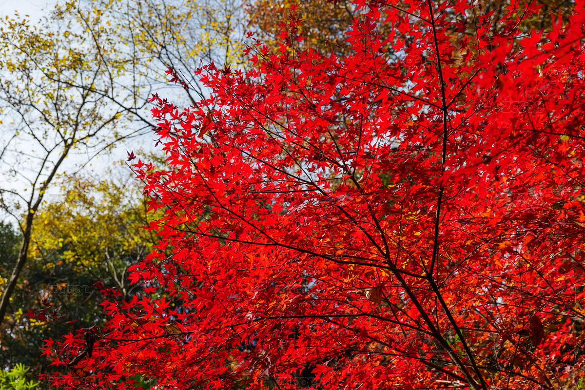 山中滿樹(shù)紅色楓葉低視角（主預(yù)覽-7098373） - 未分類 - 站酷設(shè)計(jì)師向之所欣原創(chuàng)素材 - 站酷ZCOOL