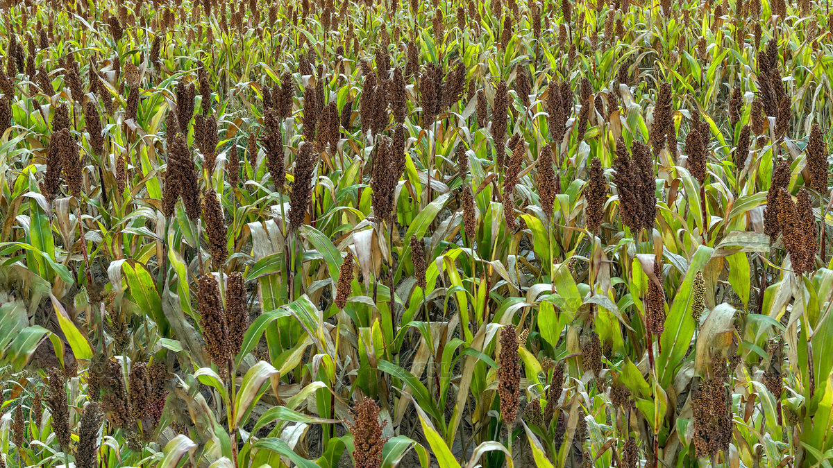 內(nèi)蒙古秋季田園耕地（主預(yù)覽-7829147） - 未分類 - 站酷設(shè)計(jì)師沙漠646原創(chuàng)素材 - 站酷ZCOOL