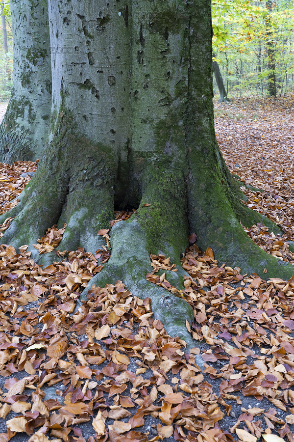 布滿落葉的樹根（主預(yù)覽-7747995） - 未分類 - 站酷設(shè)計(jì)師大熊0號(hào)原創(chuàng)素材 - 站酷ZCOOL