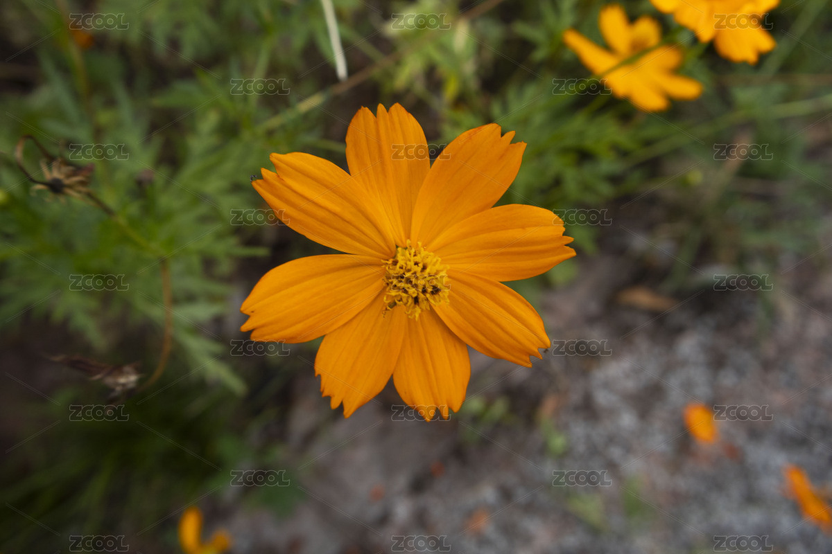 黃秋英開放（主預(yù)覽-11118851） - 未分類 - 站酷設(shè)計(jì)師kQMGcMaWNp原創(chuàng)素材 - 站酷ZCOOL