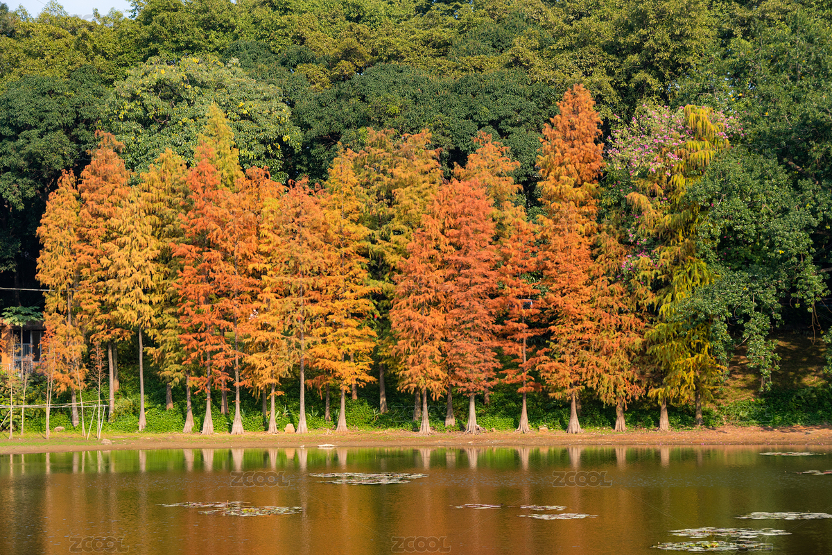 廣州麓湖公園落羽杉自然景觀（主預(yù)覽-8690260） - 未分類(lèi) - 站酷設(shè)計(jì)師AdolescentChat原創(chuàng)素材 - 站酷ZCOOL