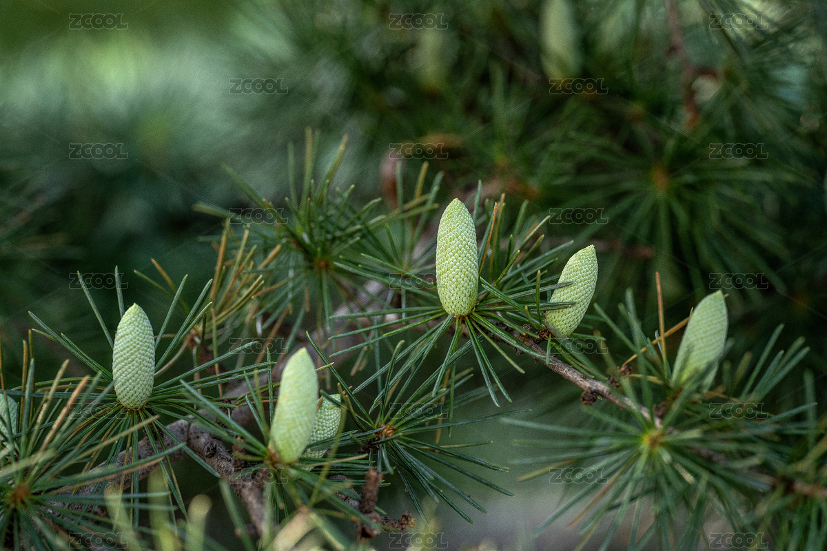 北京植物園的雪松結(jié)果了（主預(yù)覽-3938174） - 未分類 - 站酷設(shè)計(jì)師丁楚桁原創(chuàng)素材 - 站酷ZCOOL