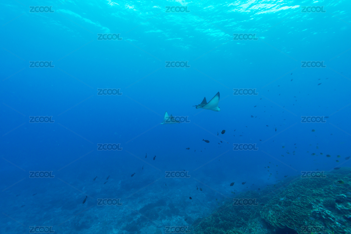 秋季白天美國塞班島水下鷹鰩魚（主預覽-8865270） - 未分類 - 站酷設計師giving79原創(chuàng)素材 - 站酷ZCOOL