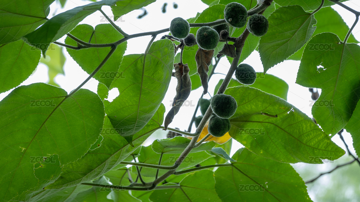 綠葉間長著黑果子（主預覽-10476889） - 未分類 - 站酷設計師云眸視覺原創(chuàng)素材 - 站酷ZCOOL