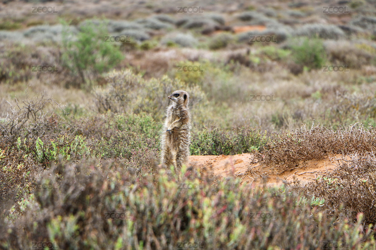 非洲貓鼬（主預(yù)覽-3658880） - 未分類 - 站酷設(shè)計師JessicaHu原創(chuàng)素材 - 站酷ZCOOL