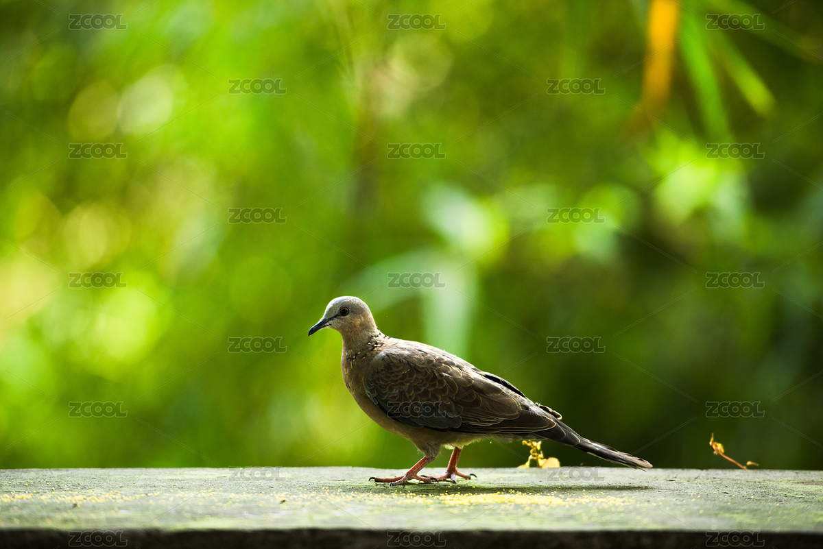 行走的斑鳩（主預(yù)覽-10566717） - 未分類(lèi) - 站酷設(shè)計(jì)師FANKAIBING原創(chuàng)素材 - 站酷ZCOOL