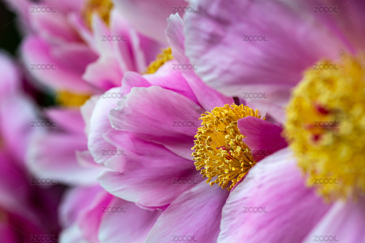 芍藥（主預(yù)覽-3585341） - 未分類 - 站酷設(shè)計師刀劍knight原創(chuàng)素材 - 站酷ZCOOL