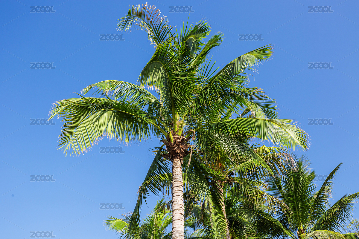 中國廣東省廣州市南沙區(qū)大王椰子樹（主預(yù)覽-3422967） - 未分類 - 站酷設(shè)計(jì)師Candy_GG原創(chuàng)素材 - 站酷ZCOOL
