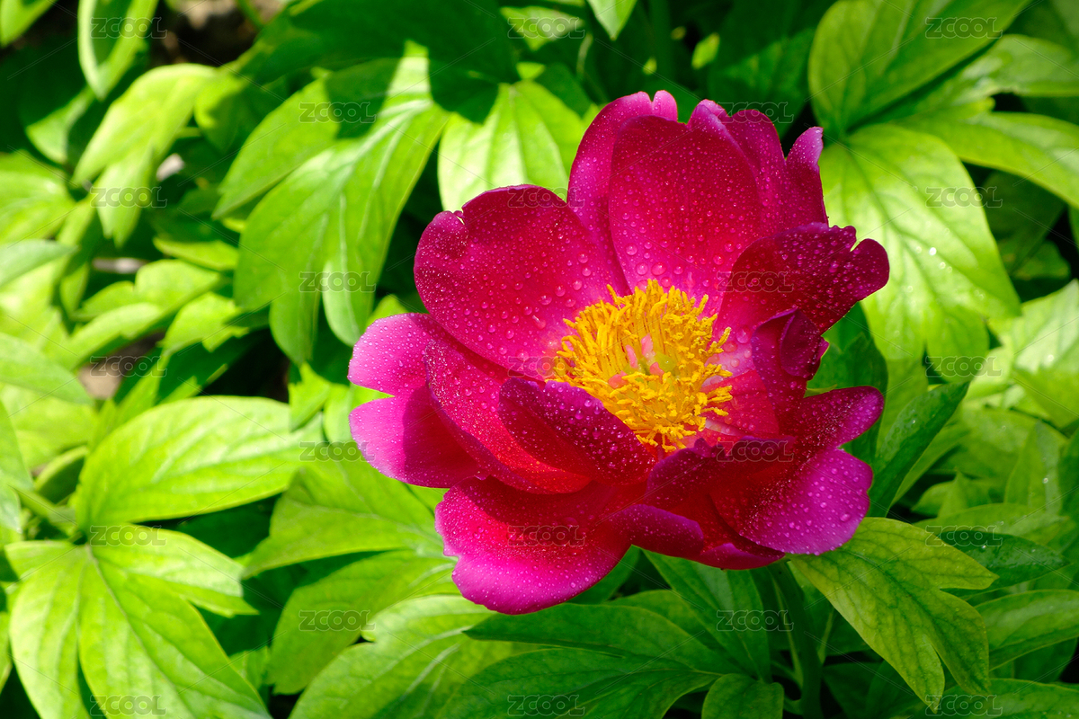 芍藥（主預(yù)覽-2105429） - 未分類 - 站酷設(shè)計師yinxiangzhe原創(chuàng)素材 - 站酷ZCOOL