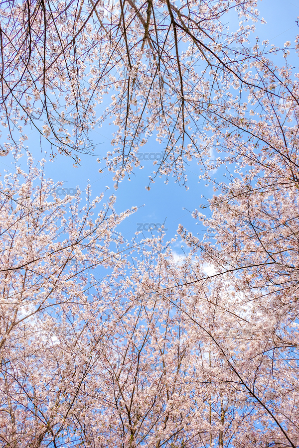 春日里盛放的櫻花（主預(yù)覽-6338927） - 未分類 - 站酷設(shè)計(jì)師tangrongcd原創(chuàng)素材 - 站酷ZCOOL