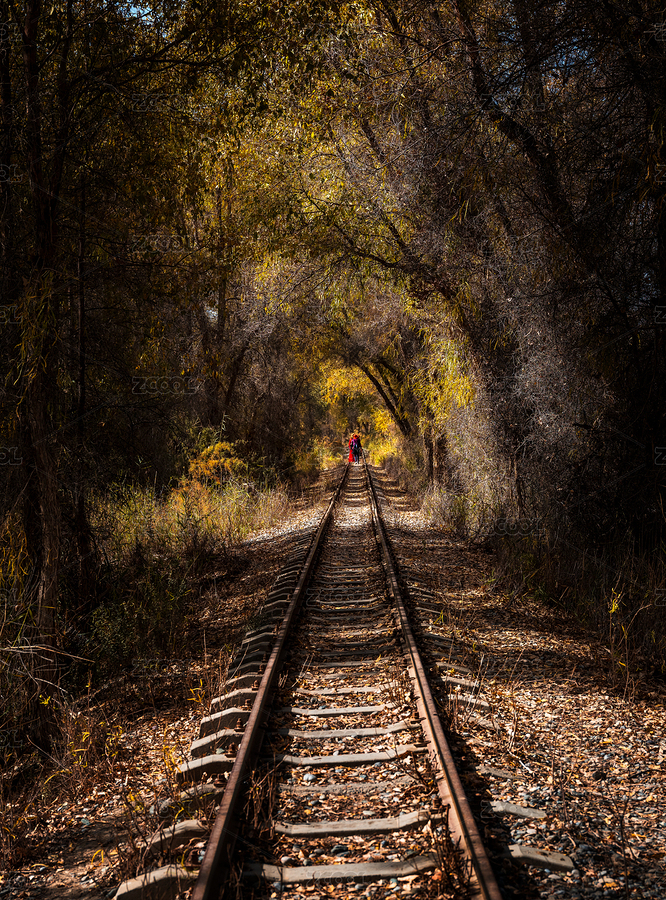 中國新疆南疆塔里木胡楊林胡楊（主預(yù)覽-5394409） - 未分類 - 站酷設(shè)計師自由的駱駝原創(chuàng)素材 - 站酷ZCOOL