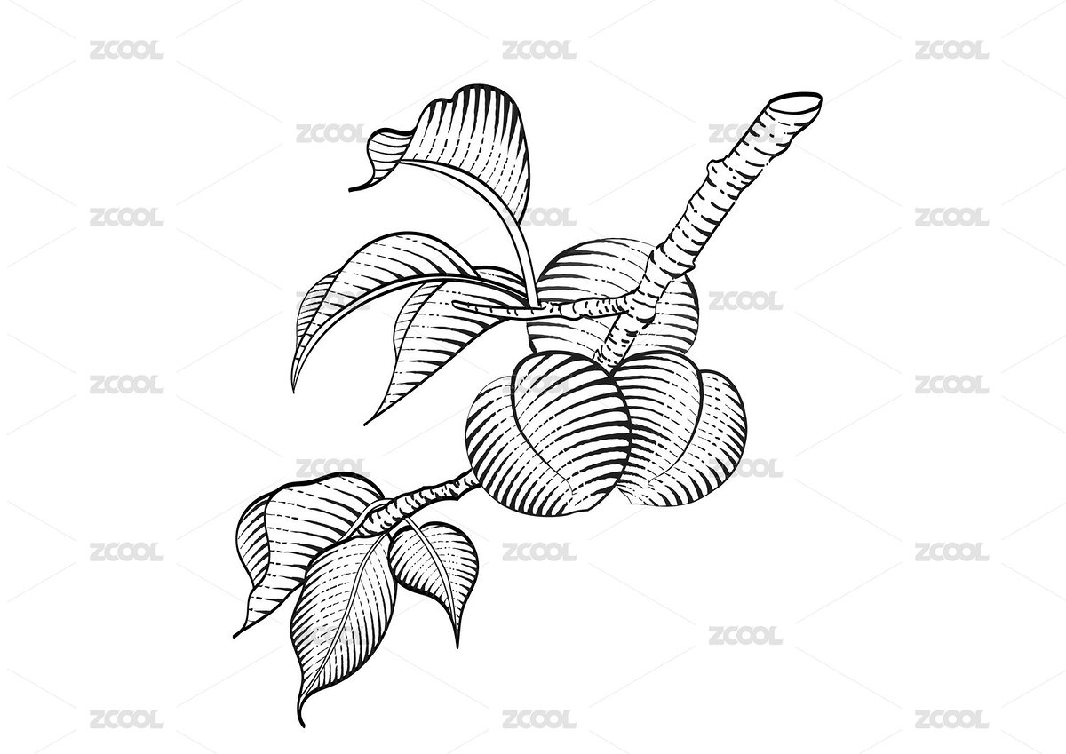 青梅黑色線描（主預(yù)覽-2386255） - 未分類 - 站酷設(shè)計(jì)師陳子岄原創(chuàng)素材 - 站酷ZCOOL