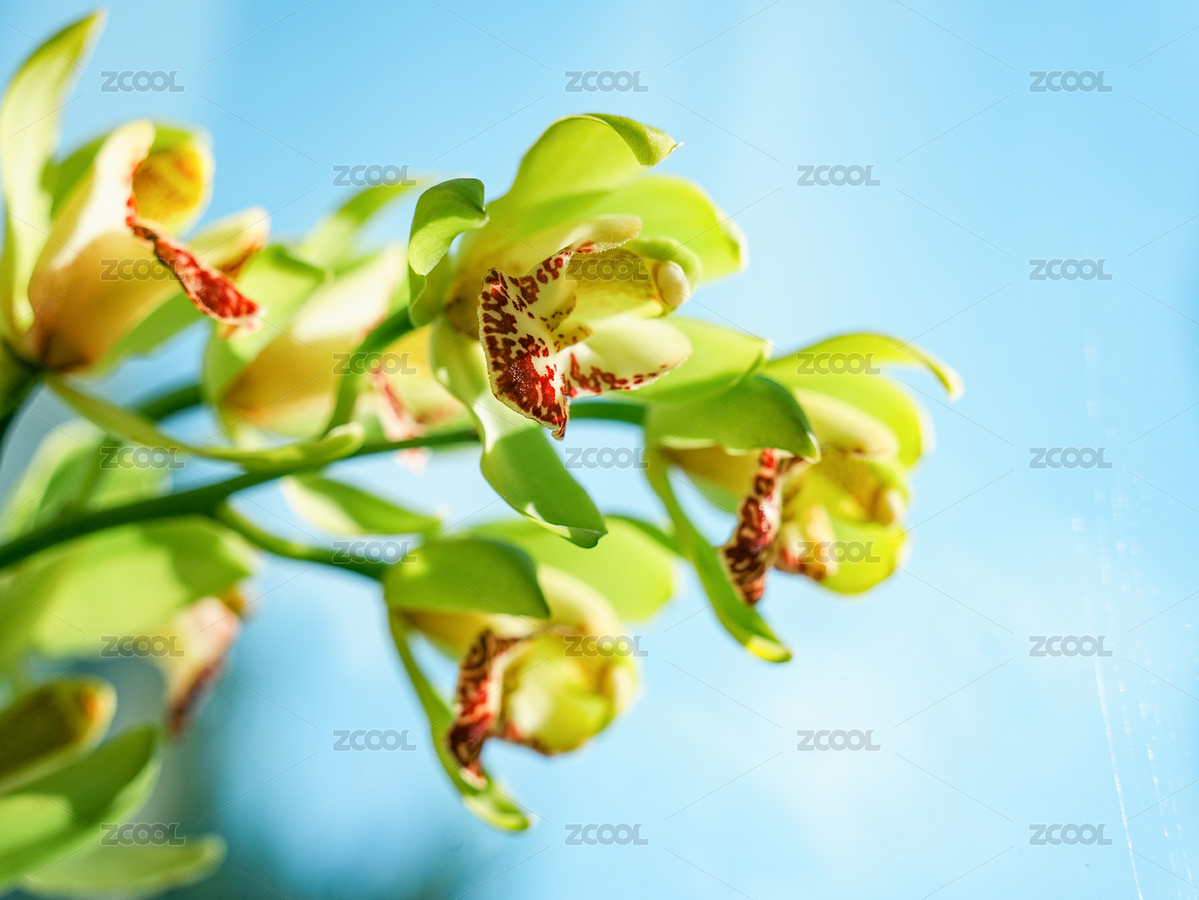 窗邊的大花蕙蘭特寫（主預(yù)覽-10217315） - 未分類 - 站酷設(shè)計師hmykxla原創(chuàng)素材 - 站酷ZCOOL