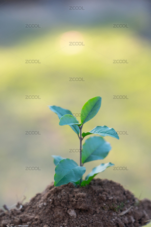 春季植树节植树（主预览-6404870） - 未分类 - 站酷设计师安147123原创素材 - 站酷ZCOOL