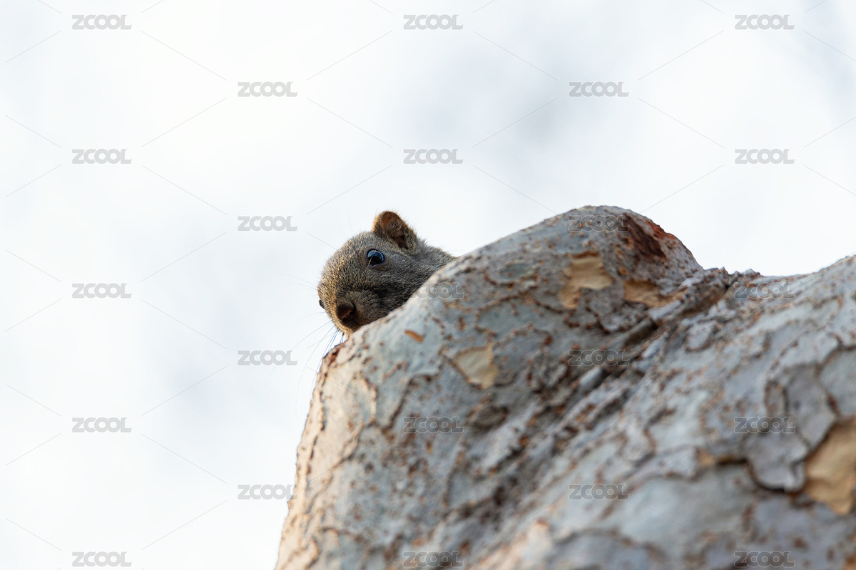 樹旁探頭的可愛小松鼠（主預(yù)覽-12725996） - 未分類 - 站酷設(shè)計(jì)師核桃蘇本蘇原創(chuàng)素材 - 站酷ZCOOL