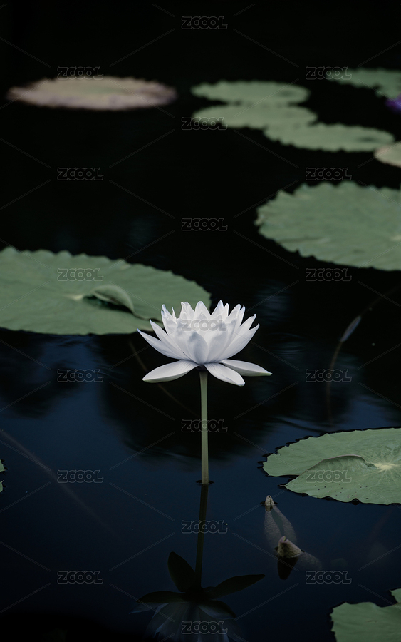 池塘里靜靜盛開的純潔白蓮花（主預覽-6146327） - 未分類 - 站酷設計師泥騷原創(chuàng)素材 - 站酷ZCOOL