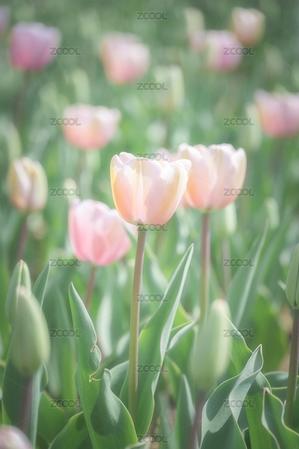 寧波植物園（主預(yù)覽-3933130） - 未分類 - 站酷設(shè)計(jì)師沈濤Blue原創(chuàng)素材 - 站酷ZCOOL