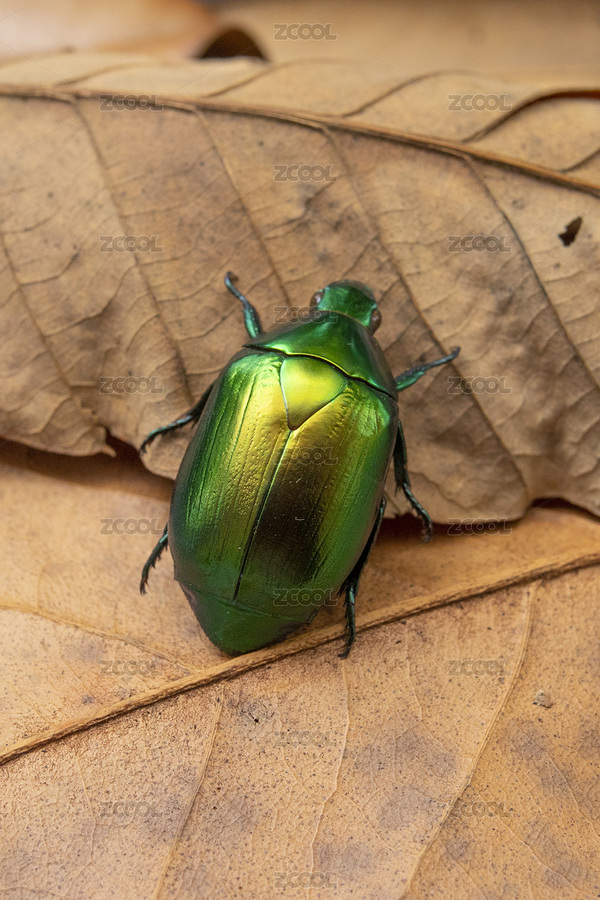 美麗的寶石麗金龜（主預(yù)覽-7883817） - 未分類 - 站酷設(shè)計師克里克特壽原創(chuàng)素材 - 站酷ZCOOL