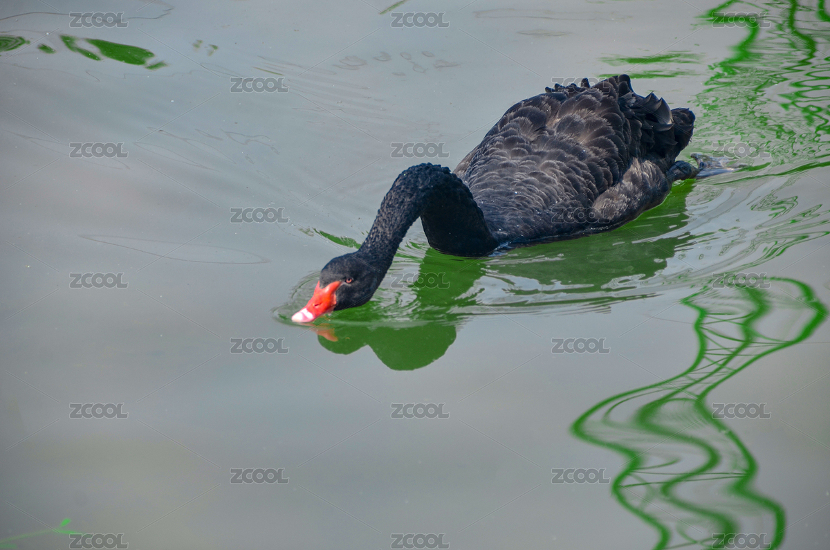 濮陽東北莊野生動物園的黑天鵝（主預覽-7447782） - 未分類 - 站酷設計師閃眼世界原創(chuàng)素材 - 站酷ZCOOL
