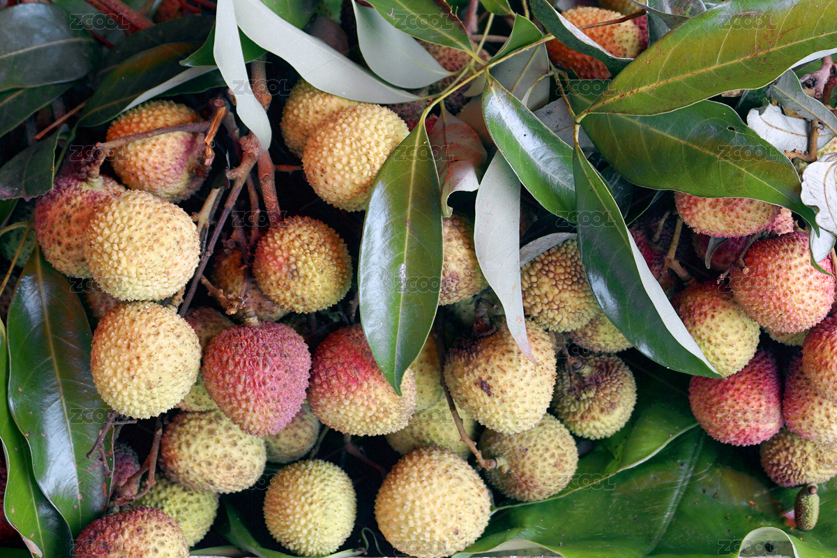 荔枝妃子笑（主預(yù)覽-8545526） - 未分類 - 站酷設(shè)計師無題圖原創(chuàng)素材 - 站酷ZCOOL