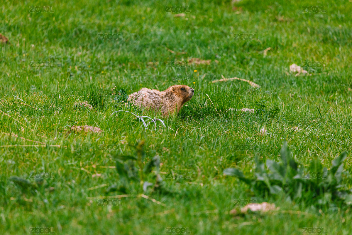 中國新疆伊犁夏塔草原上的土撥鼠（主預(yù)覽-11166435） - 未分類 - 站酷設(shè)計師正版喜之狼原創(chuàng)素材 - 站酷ZCOOL
