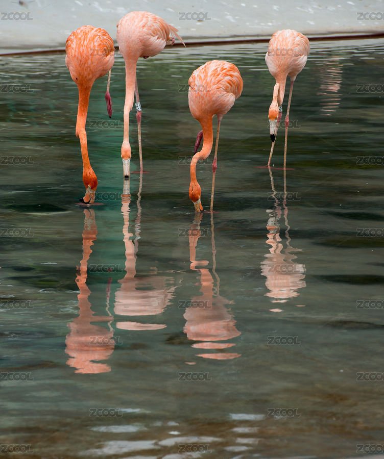 火烈鳥（主預(yù)覽-4325315） - 未分類 - 站酷設(shè)計(jì)師憶江原創(chuàng)素材 - 站酷ZCOOL