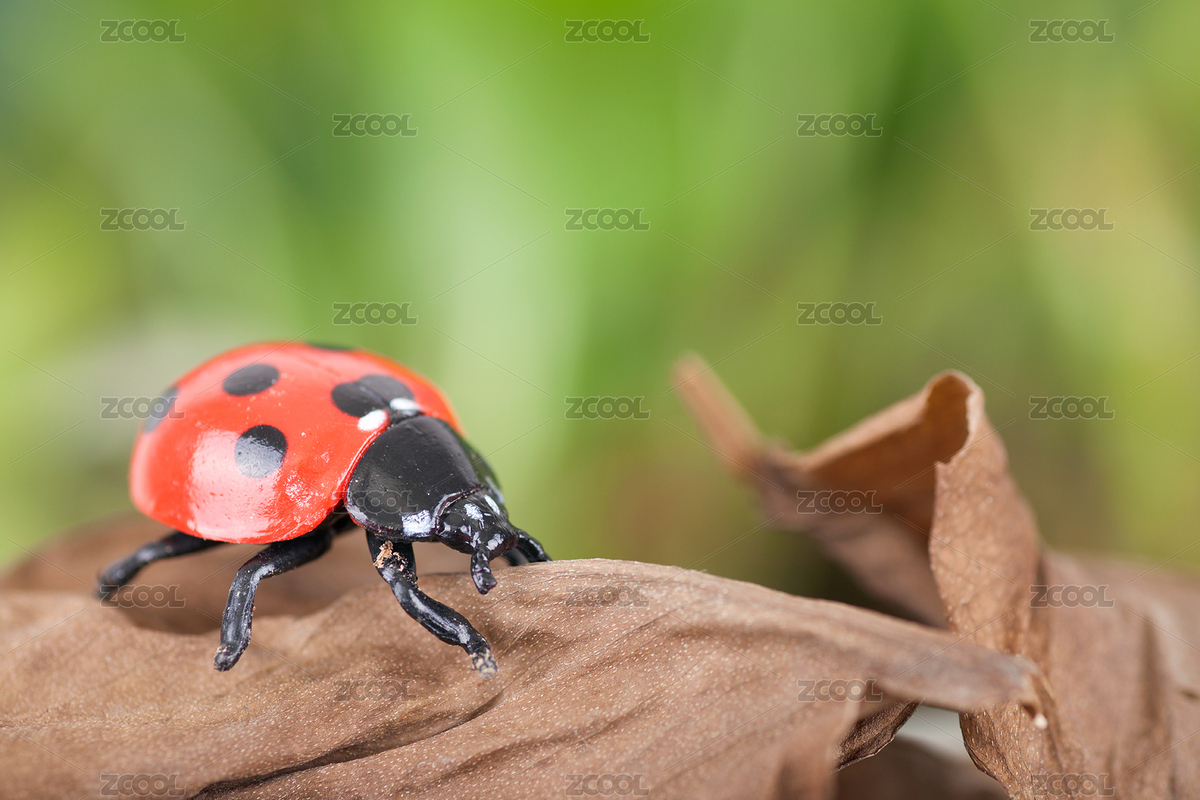 冬眠過后覓食的七星瓢蟲（主預(yù)覽-7701123） - 未分類 - 站酷設(shè)計師小羽怪原創(chuàng)素材 - 站酷ZCOOL