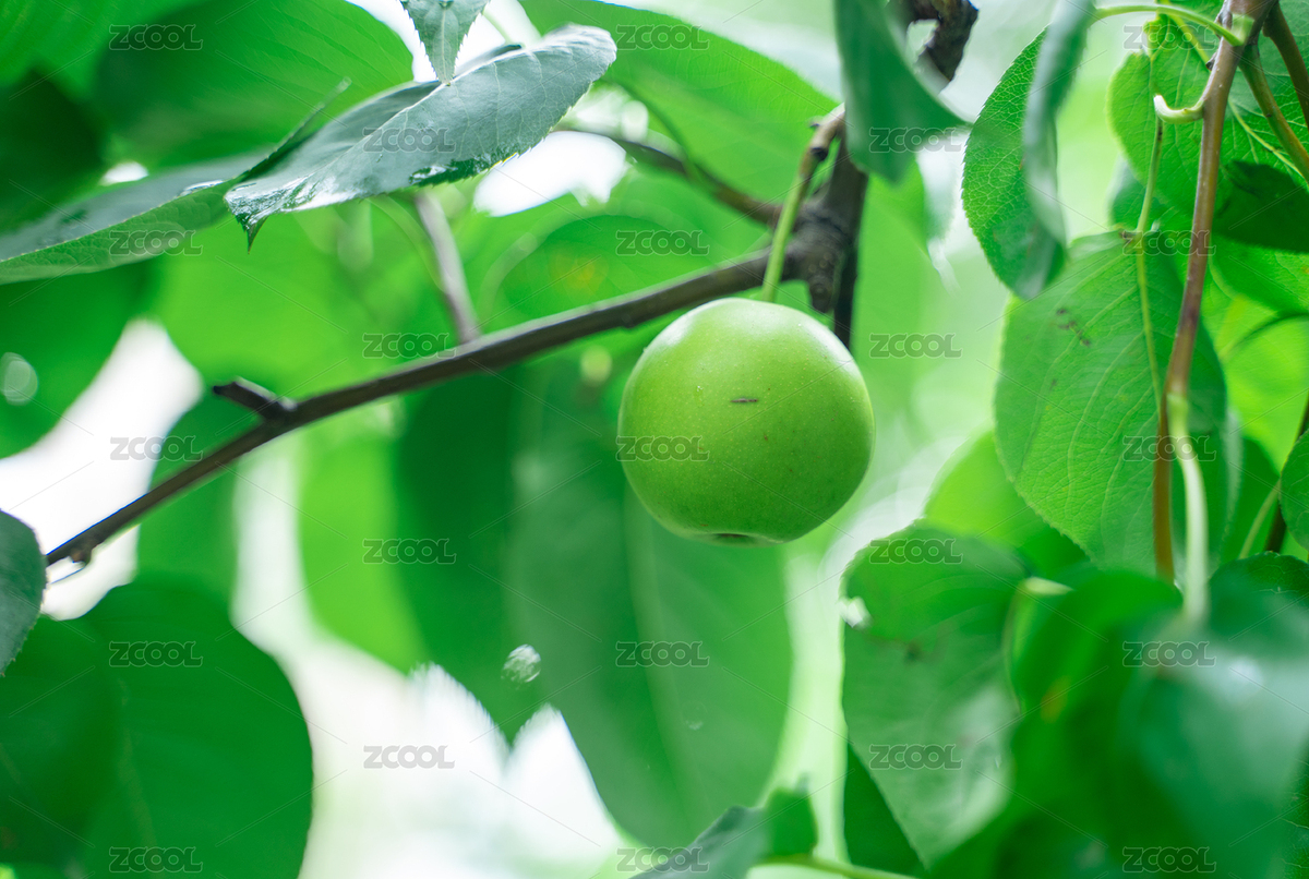 夏天果園里果樹上的果子（主預覽-10153731） - 未分類 - 站酷設計師那一年的秋初原創(chuàng)素材 - 站酷ZCOOL