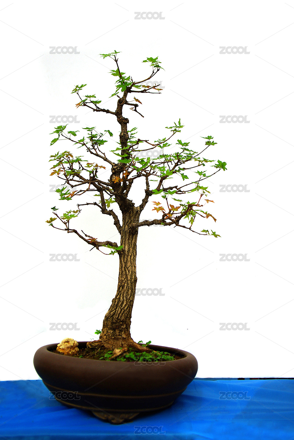 盆景（主预览-8471745） - 未分类 - 站酷设计师wmei5881原创素材 - 站酷ZCOOL