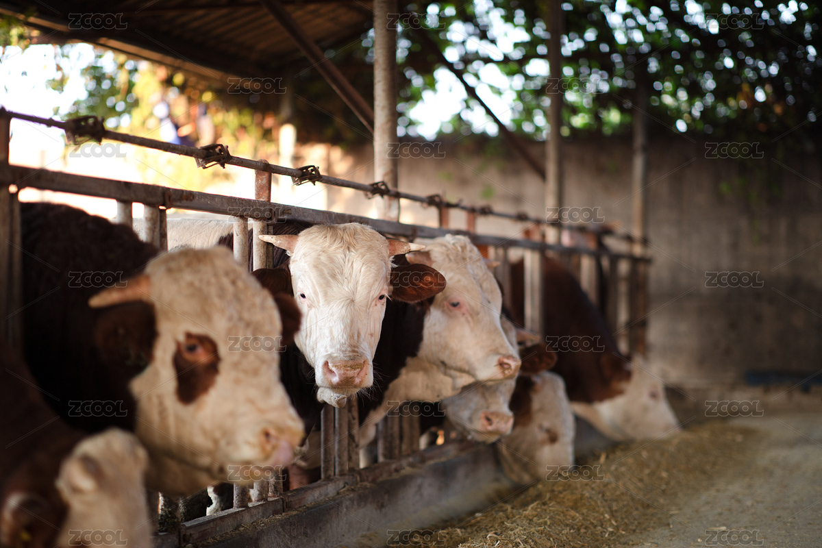 養(yǎng)殖場里的牛在吃飼料（主預(yù)覽-8833282） - 未分類 - 站酷設(shè)計師小羽怪原創(chuàng)素材 - 站酷ZCOOL