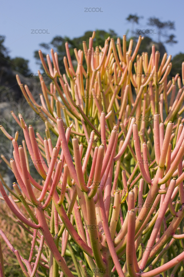 熱帶植物（主預(yù)覽-3513704） - 未分類 - 站酷設(shè)計師fengshang520原創(chuàng)素材 - 站酷ZCOOL