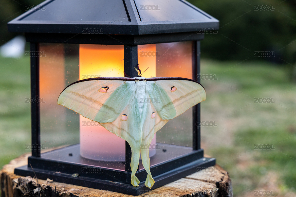 一只大飛蛾（主預(yù)覽-7887122） - 未分類 - 站酷設(shè)計師ZRG魷魚原創(chuàng)素材 - 站酷ZCOOL