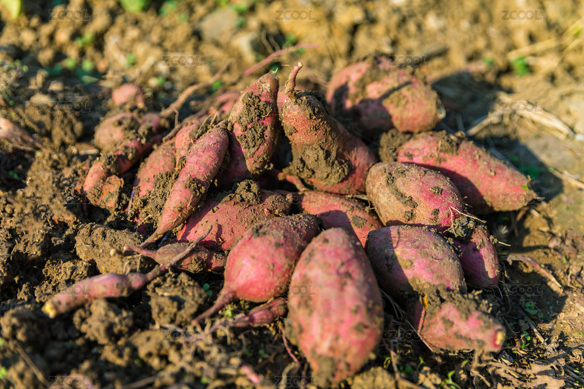 甘薯紅薯新鮮現(xiàn)挖（主預(yù)覽-902771） - 未分類 - 站酷設(shè)計(jì)師姑蘇城外1984原創(chuàng)素材 - 站酷ZCOOL
