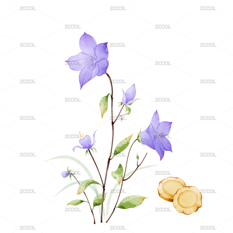 手繪本草綱目插畫草部桔梗（主預(yù)覽-11330831） - 未分類 - 站酷設(shè)計(jì)師明月心插畫原創(chuàng)素材 - 站酷ZCOOL