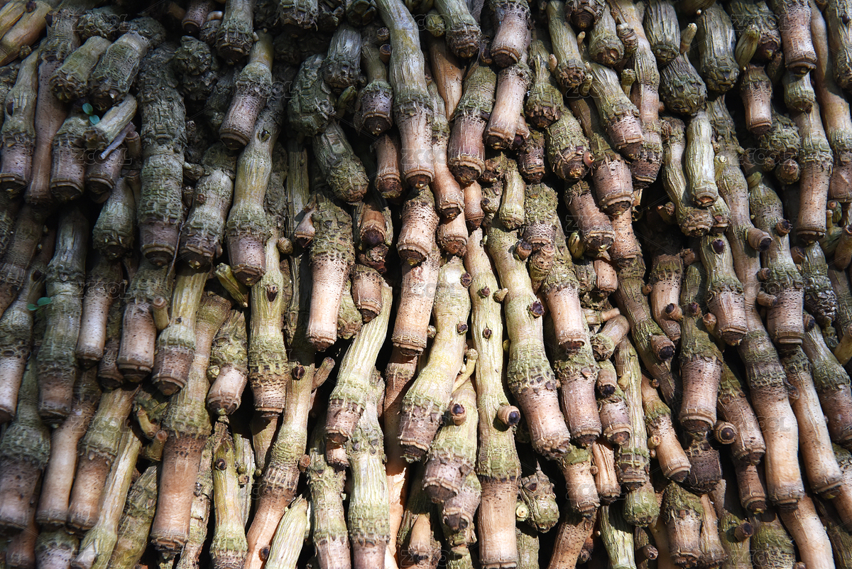 根系發(fā)達(dá)的大王椰（主預(yù)覽-1849704） - 未分類(lèi) - 站酷設(shè)計(jì)師羊圈有青草原創(chuàng)素材 - 站酷ZCOOL