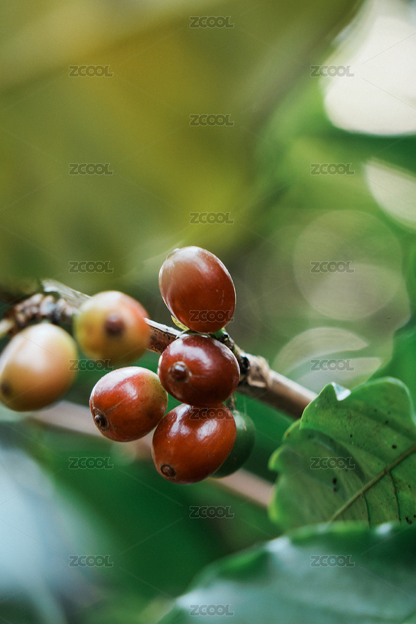 云南咖啡豆（主預(yù)覽-7530992） - 未分類 - 站酷設(shè)計師記不住名字的名字原創(chuàng)素材 - 站酷ZCOOL