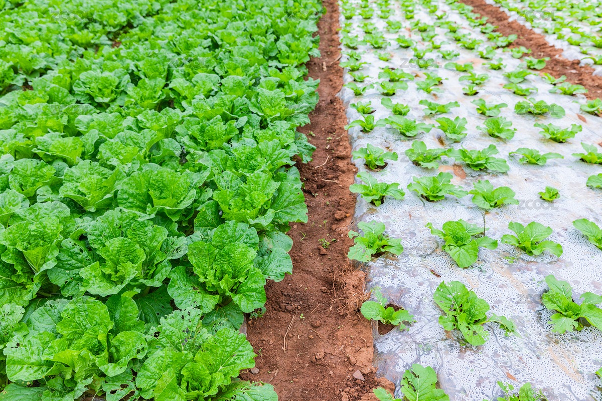 有機蔬菜農(nóng)田風光（主預(yù)覽-11930401） - 未分類 - 站酷設(shè)計師KM無線原創(chuàng)素材 - 站酷ZCOOL