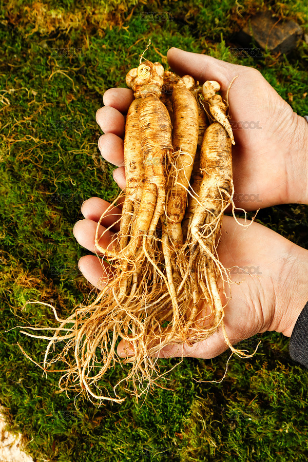 手上捧着东北人参（主预览-2121083） - 未分类 - 站酷设计师PAOPAO摄影工作室原创素材 - 站酷ZCOOL
