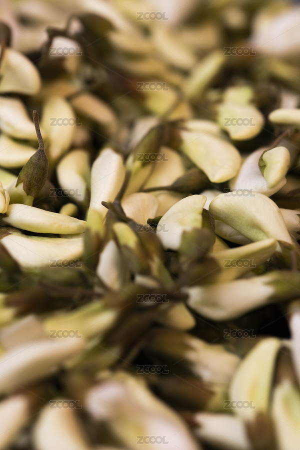 野菜洋槐花（主預(yù)覽-8933095） - 未分類 - 站酷設(shè)計師嘻形于攝原創(chuàng)素材 - 站酷ZCOOL