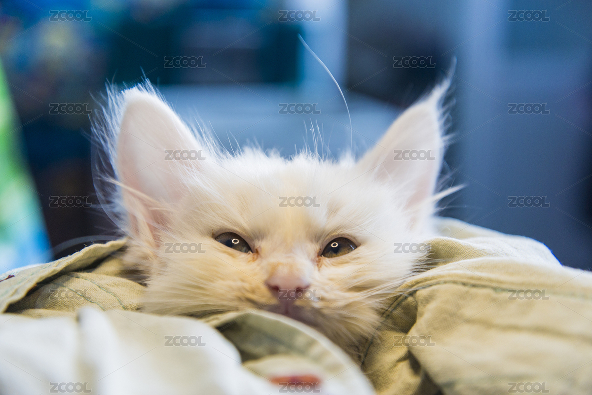 一只幼小的白色小貓頭部特寫（主預(yù)覽-7516195） - 未分類 - 站酷設(shè)計(jì)師薄荷的冬天原創(chuàng)素材 - 站酷ZCOOL
