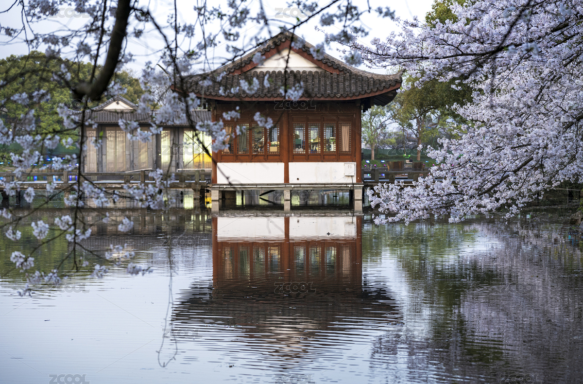 杭州西湖曲院風(fēng)荷櫻花（主預(yù)覽-11415632） - 未分類(lèi) - 站酷設(shè)計(jì)師孫小北時(shí)代影像庫(kù)原創(chuàng)素材 - 站酷ZCOOL