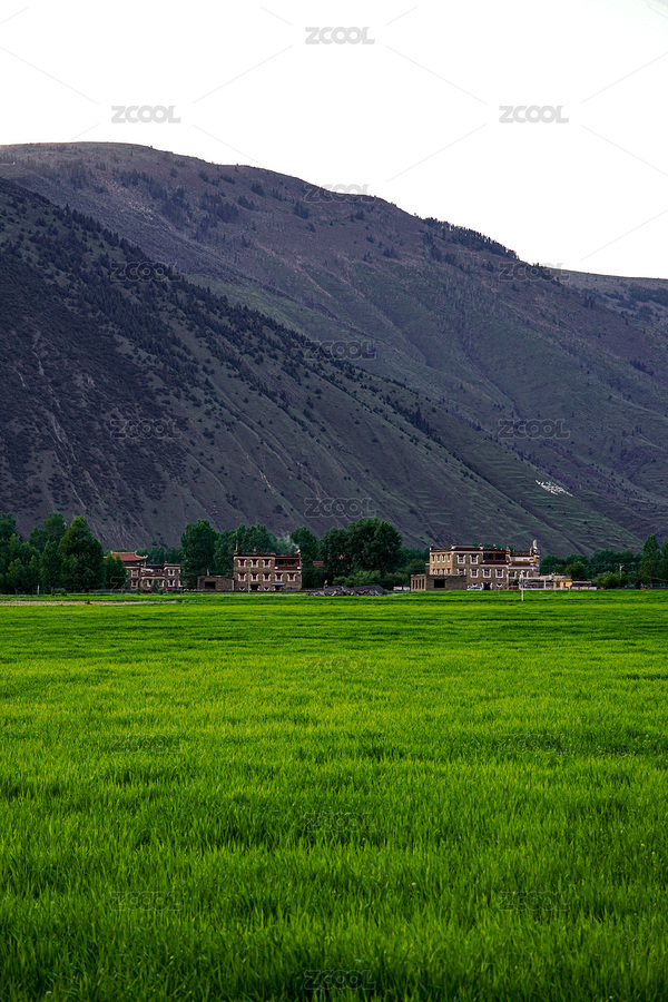 川西新都橋甲根壩高原草原青稞田風(fēng)光（主預(yù)覽-12479085） - 未分類 - 站酷設(shè)計師念頭通達755原創(chuàng)素材 - 站酷ZCOOL