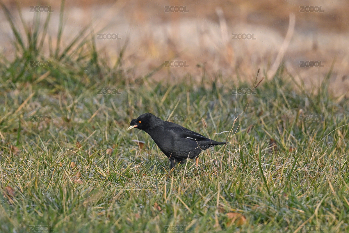 八哥特寫（主預覽-12467386） - 未分類 - 站酷設(shè)計師金翅大鵬原創(chuàng)素材 - 站酷ZCOOL