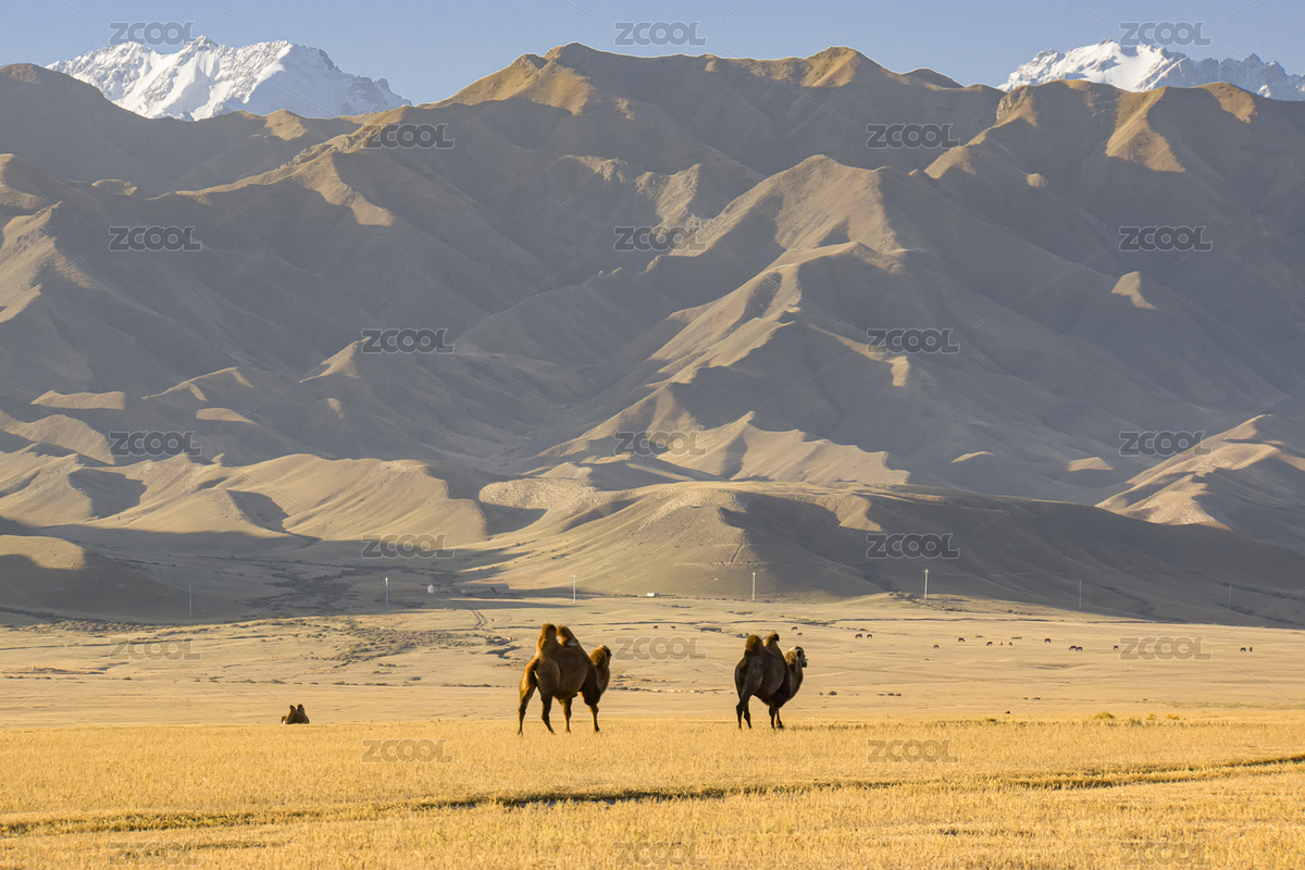 中国新疆天山南麓秋季草场景象（主预览-7636405） - 未分类 - 站酷设计师zwh98058原创素材 - 站酷ZCOOL