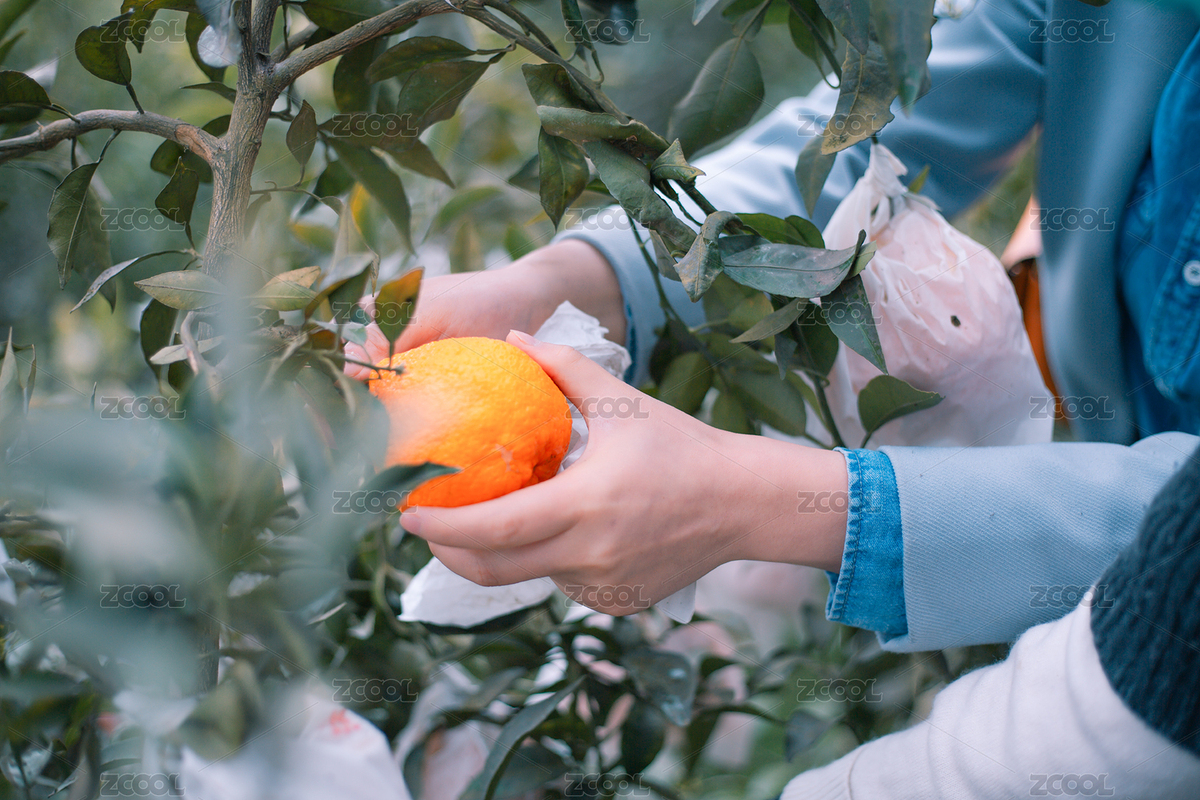 手工采摘新鮮成熟的橘子（主預(yù)覽-2380943） - 未分類 - 站酷設(shè)計師WhiteYing原創(chuàng)素材 - 站酷ZCOOL