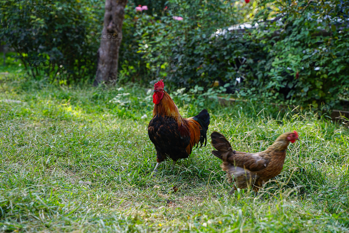農(nóng)場中的雞散養(yǎng)雞（主預(yù)覽-4822483） - 未分類 - 站酷設(shè)計(jì)師文樸先生原創(chuàng)素材 - 站酷ZCOOL