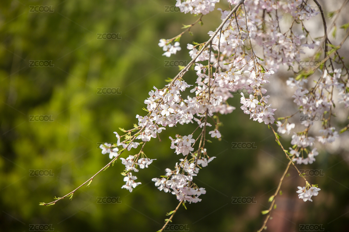 春天公園中盛開的粉色垂枝櫻花（主預覽-4445011） - 未分類 - 站酷設計師Sunshine4213原創(chuàng)素材 - 站酷ZCOOL
