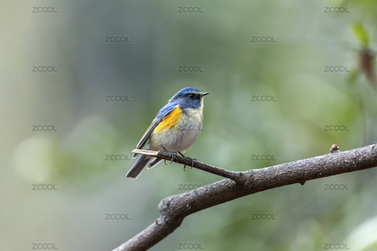 一只紅協(xié)藍尾鴝鳥在灌木林間鳴叫覓食（主預覽-6034971） - 未分類 - 站酷設計師sunny0756原創(chuàng)素材 - 站酷ZCOOL
