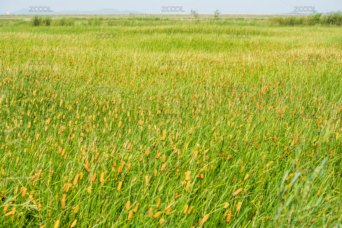 菖蒲（主预览-4325253） - 未分类 - 站酷设计师蘇巖原创素材 - 站酷ZCOOL