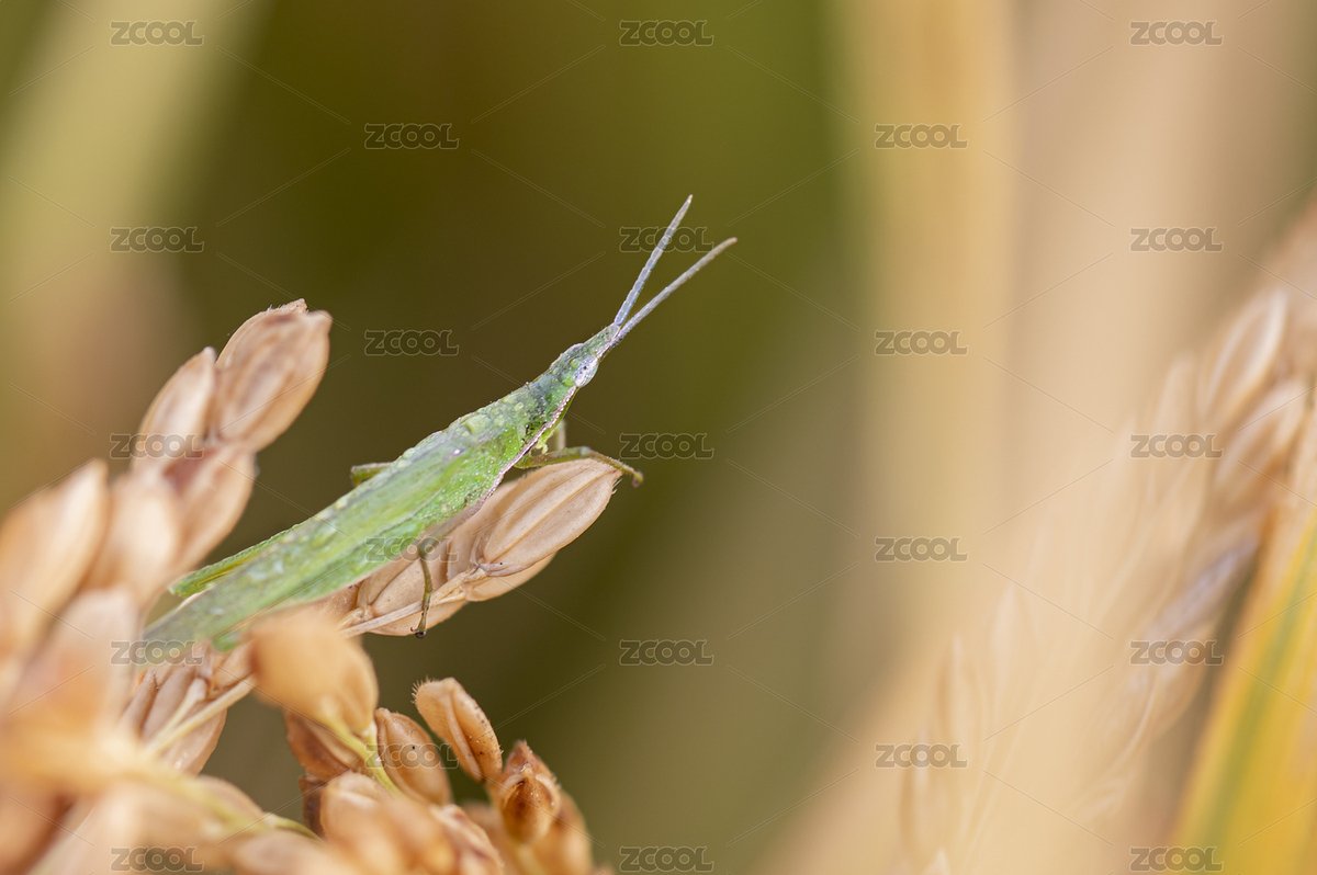 一只稻谷上的蚱蜢（主預覽-7801004） - 未分類 - 站酷設計師刀劍knight原創(chuàng)素材 - 站酷ZCOOL